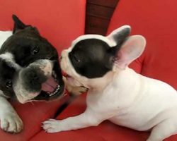 Father and Son French Bulldogs Heated Discussion! Hilarious!