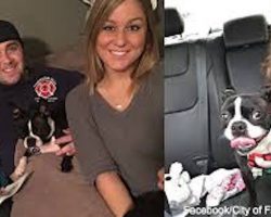 Firefighter Adopts Boston Terrier Left Homeless By Tragic Loss