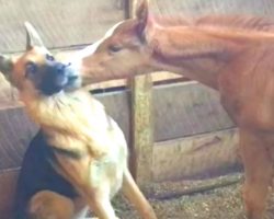 Foal And German Shepherd Puppy Meet In Barn, Then Have The Cutest Playtime Together