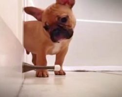 French Bulldog Puppy Amused By A Door Stopper?! Adorable!