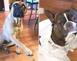 Bullmastiff Snitches On Her French Bulldog friend?!?! Hilarious!