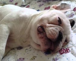 French Bulldog does not want to be bothered! Hilarious!