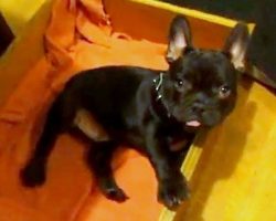 Adorable French bulldog puppy refuses his bedtime!