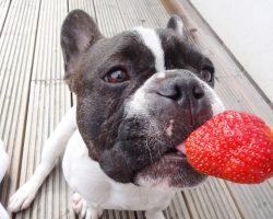 French Bulldogs and the Love of Strawberries! Too cute!