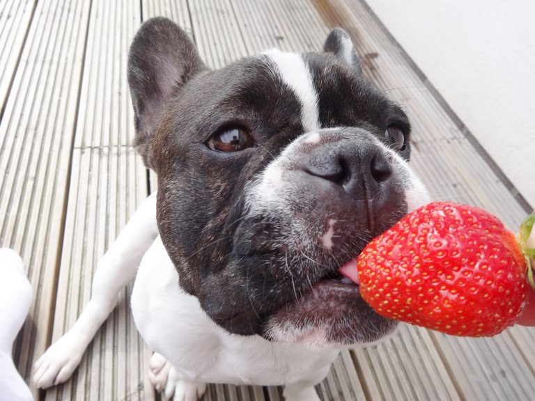 French Bulldogs and the Love of Strawberries! Too cute!