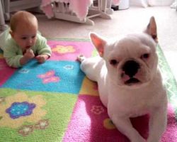 French Bulldog Teaches Baby To Crawl