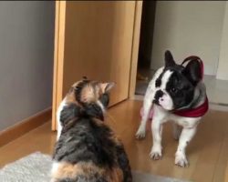 Playful French Bulldog Trying Hard To Get His Friend To Play! Hilarious!