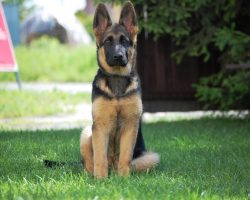 16 Reasons German Shepherds Are Not The Friendly Dogs Everyone Says They Are