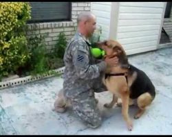 German Shepherd Fetches Ball, Returns to Find His Soldier Home from Deployment