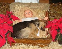 Helpless Puppy Had Nowhere To Go. Finds Warmth In A Nativity Scene’s Manger.