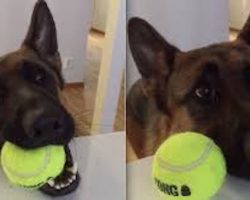 German Shepherd Makes It Crystal Clear He Is Ready For Playtime