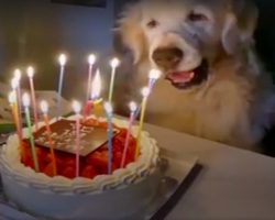 When This Golden Turned 15, His Family Showed Him How Much He Was Loved
