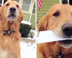 Dog’s Childhood Dream Was To Be A Mailman One Day, His Dream Finally Came True