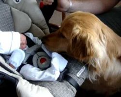 Golden Retriever Meets Tiny Newborn Baby For The First Time. His Reaction Is Priceless!