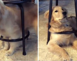 Golden Retriever Still Squeezes into Favorite Puppy Hangout Every Day