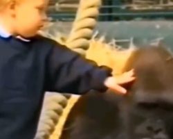 Girl Who Grew Up With Two Gorillas Reunites With Them 12 Years Later In The Wild