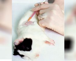 Politicians Pass Law That Forbids Companies To Use Animal Testing. Do You Support This Law?