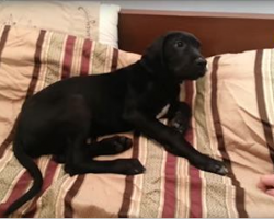 Dog woken up at 3:30am– his hilarious reaction has internet folding with laughter