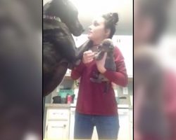 Great dane is not very happy when Mom gets a new puppy, throws a hilarious hissy fit