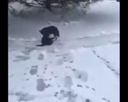 Heartwarming video of dog dragging a freezing cat into it’s doghouse to help her feel warm