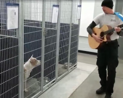 Shelter Dogs Stop Barking And Become Mesmerized When Man Brings Out His Acoustic Guitar