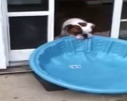 Gus the Bulldog vs Pool