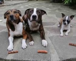 Dogs Were Patiently Waiting For Their Sausages, And THIS Happens…