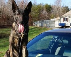 Hero Police Dog Stuns Community By Locating Lost Children In Forest Within Minutes