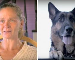 Stray Dog Saves A Dying Woman After Car Crash, Drags Her Over 100 Ft To Get Help