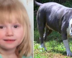 Neighbor opens his door, sees toddler who’s been missing for 2 days has been protected by a pit bull
