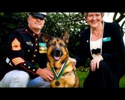Heroic US Marine Corps Service Dog Awarded Top Medal For War Animals