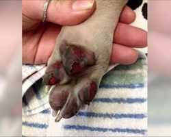 All Dog Owners Need To Know The Alarming Hidden Danger Of Walking A Pup On Hot Pavement