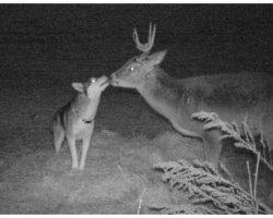 Hunter Snaps Heartwarming Photos Of Missing Dog And Wild Deer