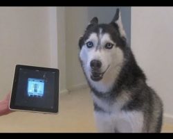 Husky Dog Sings with iPAD – Better than Bieber!