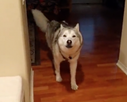 Stubborn Husky Always Has To Have The Last Word