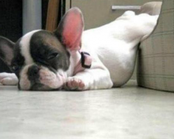 10 Hilarious French Bulldog Memes Will Make Your Day