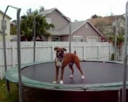 I Love This Boxer Dog, He Really Loves His Trampoline!
