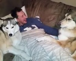 This jealous Husky will absolutely bring a smile and make your day!