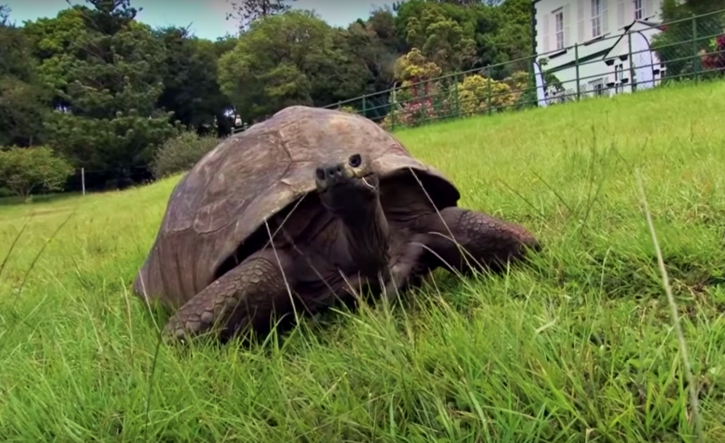 Meet The Oldest Known Living Animal, Born Before The Lightbulb Was Invented