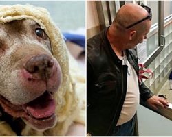 They Feared 18-Year-Old Dog Wouldn’t Find A Home, Then Prince Charming Showed Up