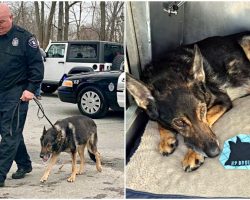 Police K-9 Diagnosed With Terminal Cancer, Honored With Final Ride Through Town