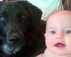 The Babysitter Was Abusing Their Baby Boy. Now Watch What The Family Dog Does