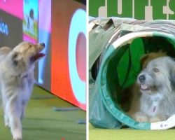Rescue Dog ‘Messes Up’ Agility Run, Breaks Every Single Rule But Has The Most Fun