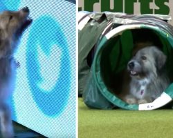 Dog Breaks All The Rules During Agility Run And Has Fun Doing So