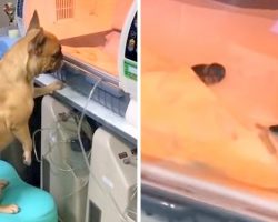 Premature Pups Fight To Survive In Incubator, Then Anxious Mama Dog Climbs Over