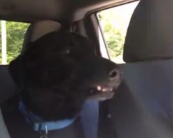 Lab Comes Up With His Own Language When He Sees He’s Going To The Park