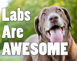 Labradors Are Awesome!