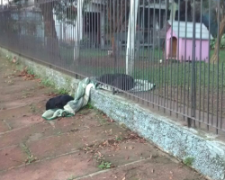 Dog drags blanket all the way outside, and mom follows to take a picture