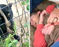 Woman Tries To Take Selfie With Jaguar, Gets Attacked And Then Blames The Zoo