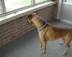 Leonardo The Boxer Dog Is Scared By A Leaf!